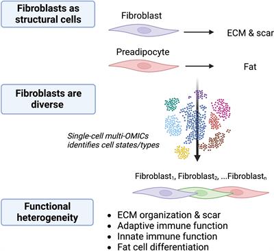 Frontiers Essential Immune Functions Of Fibroblasts In Innate Host